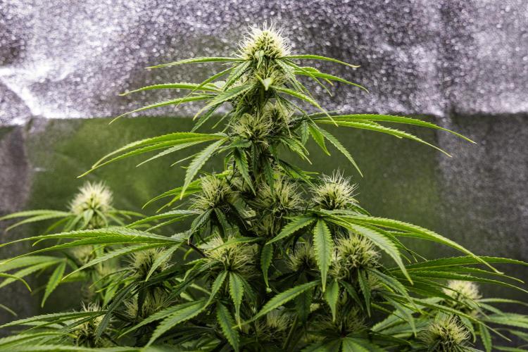 Tropicana Cookies Purple - Farm #21. Week 6 - Tropicana Cookies - Day 42.