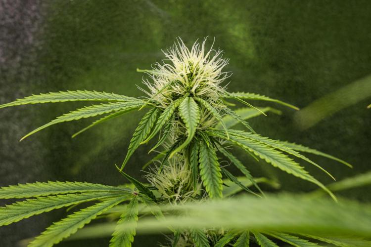 Tropicana Cookies Purple - Farm #21. Week 6 - Tropicana Cookies - Day 42.