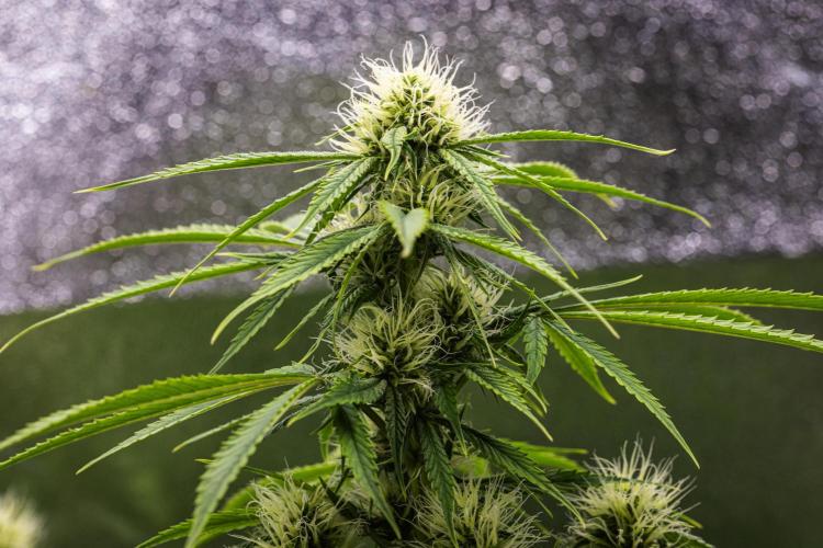 Tropicana Cookies Purple - Farm #21. Week 6 - Tropicana Cookies - Day 42.