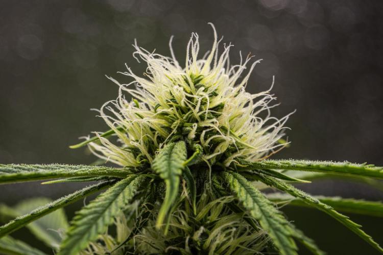 Tropicana Cookies Purple - Farm #21. Week 6 - Tropicana Cookies - Day 42.