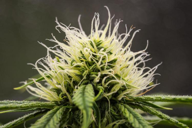 Tropicana Cookies Purple - Farm #21. Week 6 - Tropicana Cookies - Day 42.