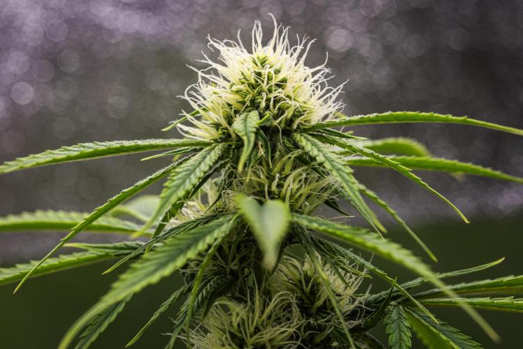 Tropicana Cookies Purple - Farm #21. Week 6 - Tropicana Cookies - Day 42.