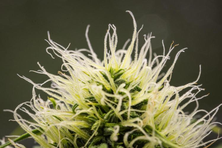 Tropicana Cookies Purple - Farm #21. Week 6 - Tropicana Cookies - Day 42.