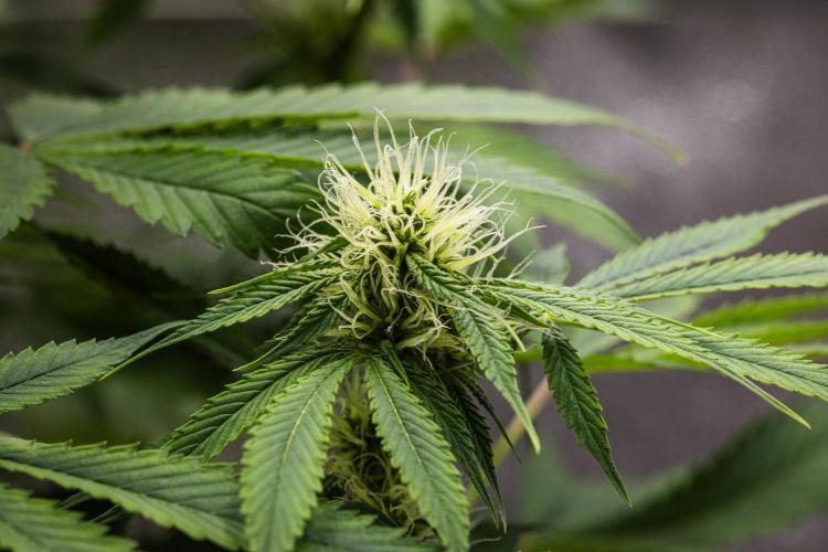 Tropicana Cookies Purple - Farm #21. Week 6 - Tropicana Cookies - Day 42.