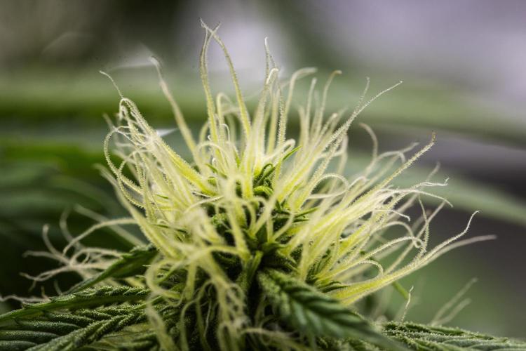 Tropicana Cookies Purple - Farm #21. Week 6 - Tropicana Cookies - Day 42.