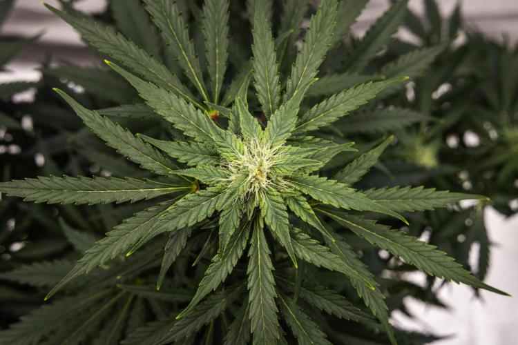 Royal Creamatic - Farm #21. Week 6 - Royal Creamatic - Day 42.