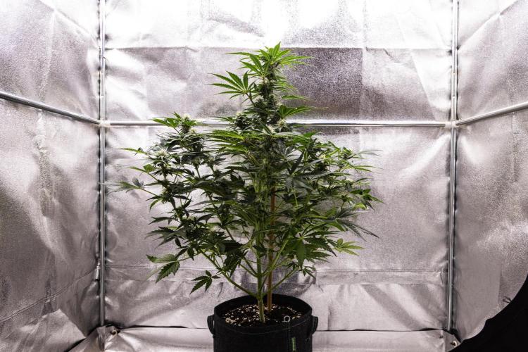 Royal Creamatic - Farm #21. Week 6 - Royal Creamatic - Day 42.