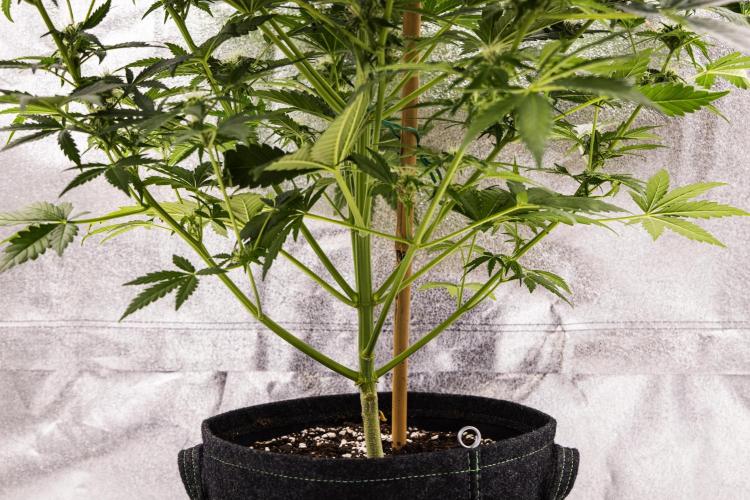 Royal Creamatic - Farm #21. Week 6 - Royal Creamatic - Day 42.