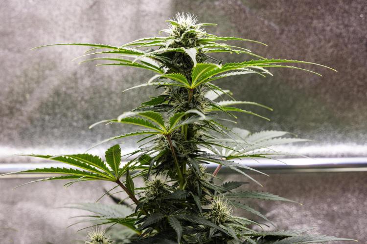 Royal Creamatic - Farm #21. Week 6 - Royal Creamatic - Day 42.