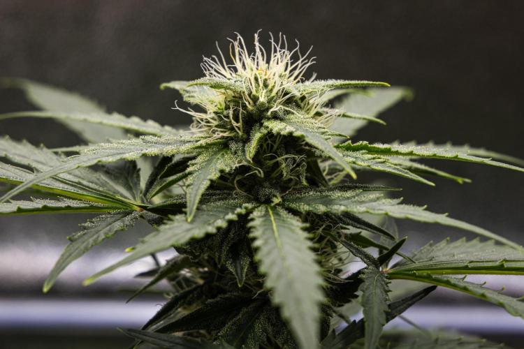 Royal Creamatic - Farm #21. Week 6 - Royal Creamatic - Day 42.