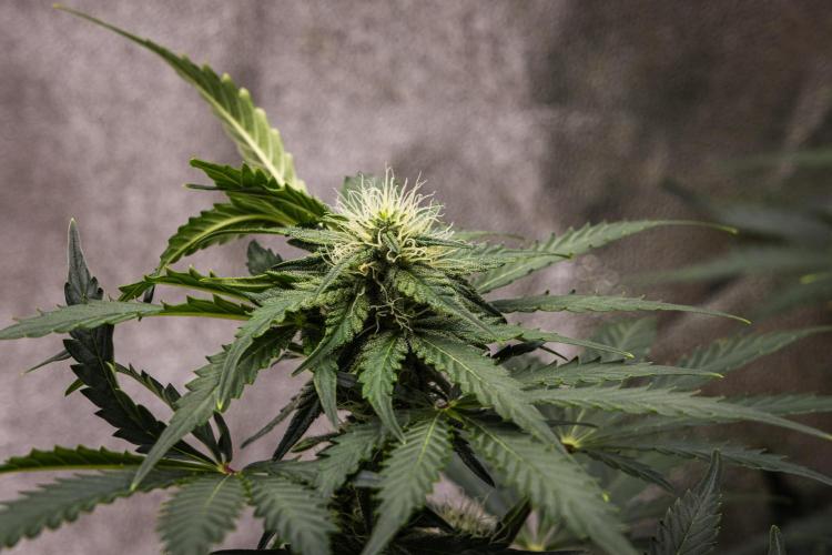 Royal Creamatic - Farm #21. Week 6 - Royal Creamatic - Day 42.