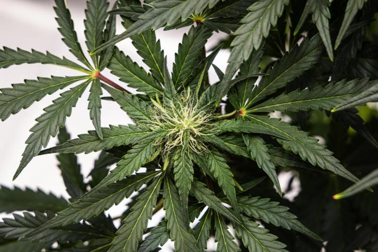 Royal Creamatic - Farm #21. Week 6 - Royal Creamatic - Day 42.