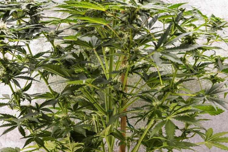 Royal Creamatic - Farm #21. Week 6 - Royal Creamatic - Day 42.