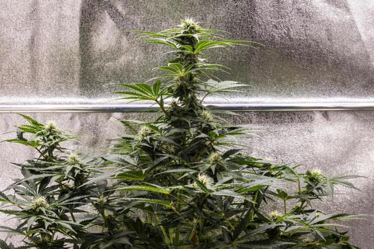 Royal Creamatic - Farm #21. Week 6 - Royal Creamatic - Day 42.