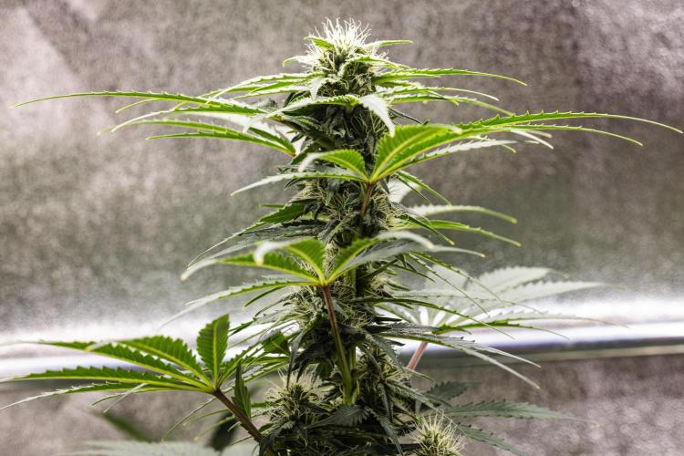 Royal Creamatic - Farm #21. Week 6 - Royal Creamatic - Day 42.