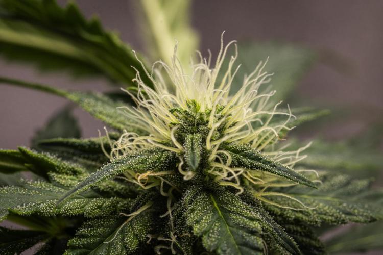 Royal Creamatic - Farm #21. Week 6 - Royal Creamatic - Day 42.