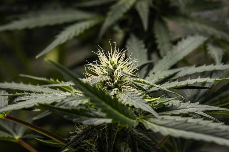 Royal Creamatic - Farm #21. Week 6 - Royal Creamatic - Day 42.