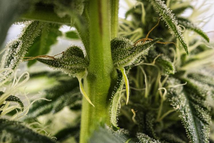 Royal Creamatic - Farm #21. Week 6 - Royal Creamatic - Day 42.