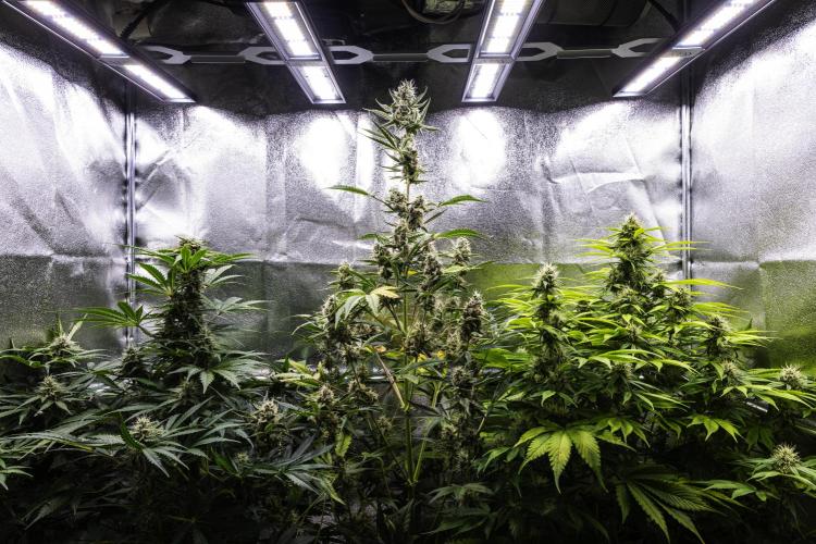 Sticky Queen - Farm #21. Week 7 - Butterflies Little Farm - Week 7.