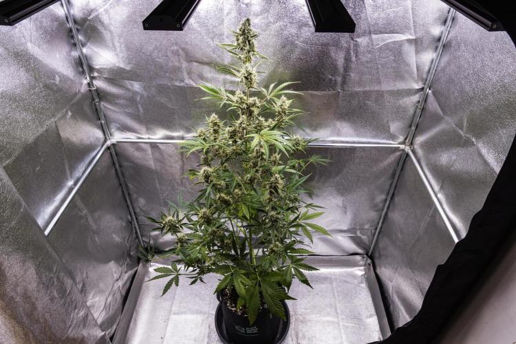 Sticky Queen - Farm #21. Week 7 - Sticky Queen - Day 49.