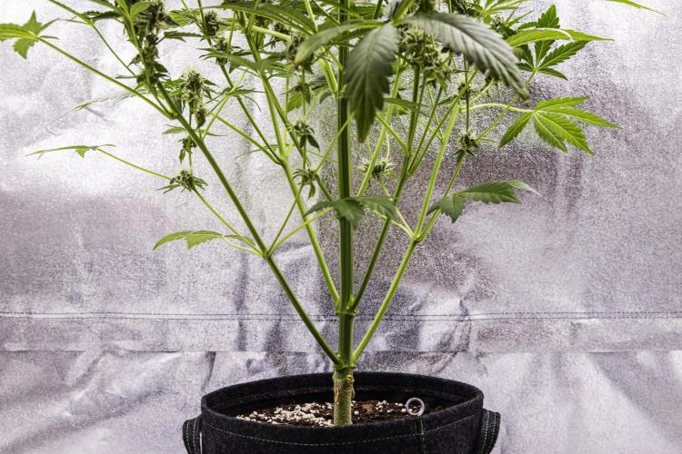 Sticky Queen - Farm #21. Week 7 - Sticky Queen - Day 49.