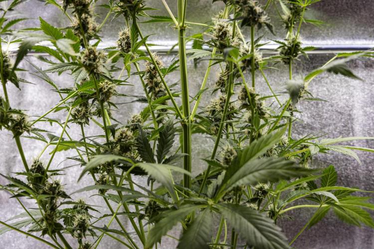 Sticky Queen - Farm #21. Week 7 - Sticky Queen - Day 49.