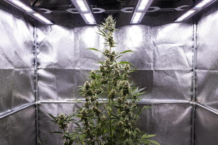Sticky Queen - Farm #21. Week 7 - Sticky Queen - Day 49.