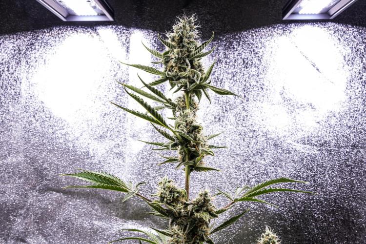 Sticky Queen - Farm #21. Week 7 - Sticky Queen - Day 49.