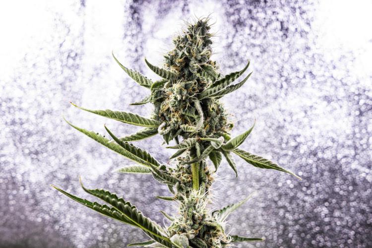 Sticky Queen - Farm #21. Week 7 - Sticky Queen - Day 49.