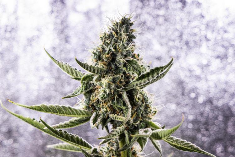 Sticky Queen - Farm #21. Week 7 - Sticky Queen - Day 49.