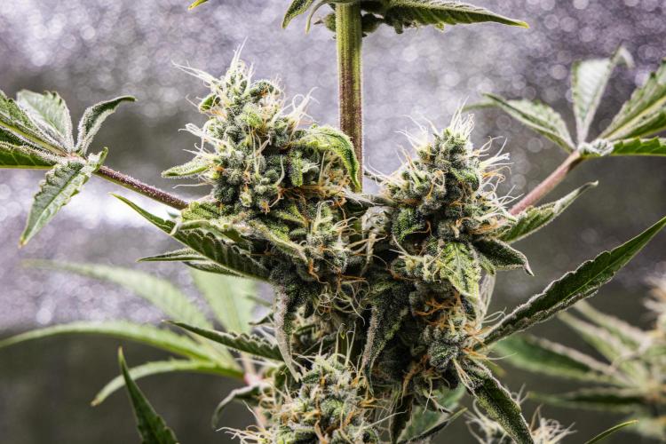 Sticky Queen - Farm #21. Week 7 - Sticky Queen - Day 49.