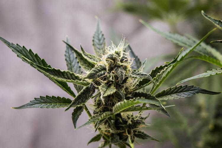 Sticky Queen - Farm #21. Week 7 - Sticky Queen - Day 49.