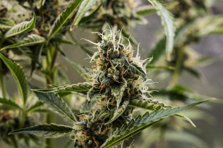 Sticky Queen - Farm #21. Week 7 - Sticky Queen - Day 49.