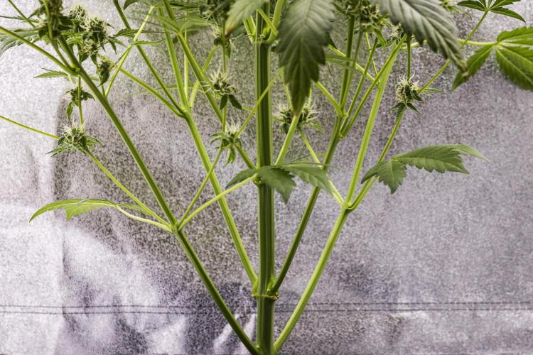 Sticky Queen - Farm #21. Week 7 - Sticky Queen - Day 49.