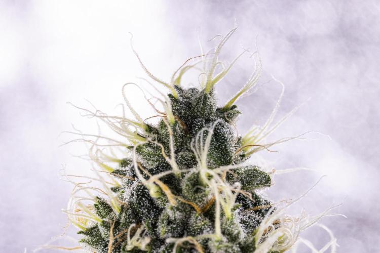 Sticky Queen Auto. Week 7