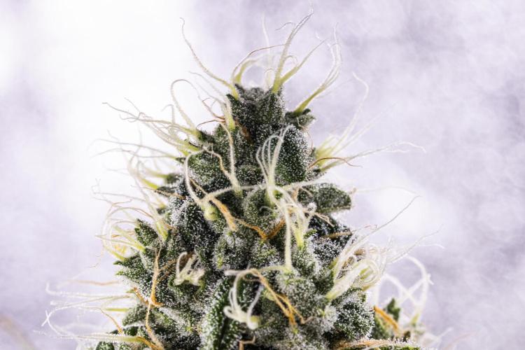 Sticky Queen - Farm #21. Week 7 - Sticky Queen - Day 49.