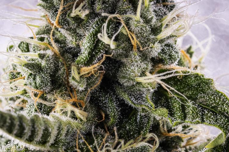 Sticky Queen - Farm #21. Week 7 - Sticky Queen - Day 49.
