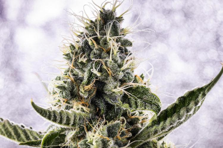 Sticky Queen - Farm #21. Week 7 - Sticky Queen - Day 49.