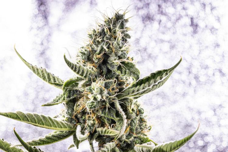 Sticky Queen - Farm #21. Week 7 - Sticky Queen - Day 49.