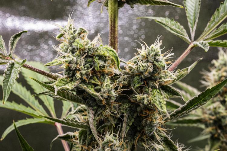 Sticky Queen - Farm #21. Week 7 - Sticky Queen - Day 49.