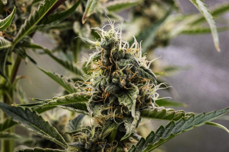 Sticky Queen - Farm #21. Week 7 - Sticky Queen - Day 49.