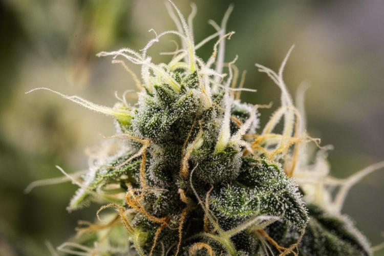 Sticky Queen - Farm #21. Week 7 - Sticky Queen - Day 49.