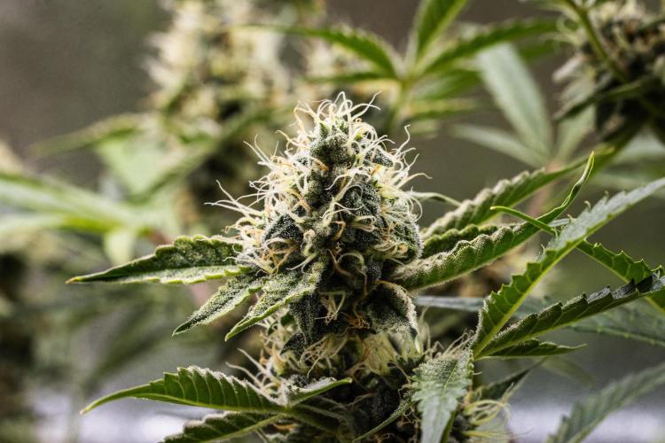 Sticky Queen - Farm #21. Week 7 - Sticky Queen - Day 49.