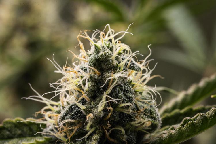 Sticky Queen - Farm #21. Week 7 - Sticky Queen - Day 49.