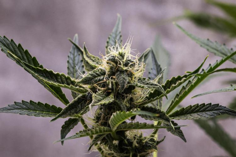 Sticky Queen - Farm #21. Week 7 - Sticky Queen - Day 49.