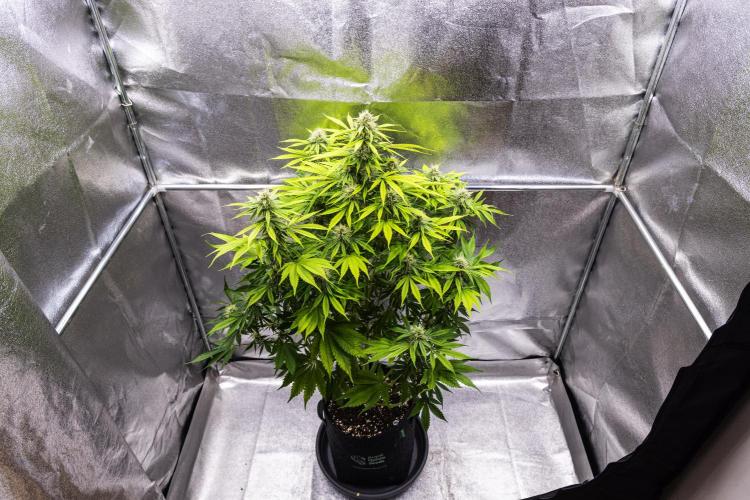 Tropicana Cookies Purple - Farm #21. Week 7 - Tropicana Cookies - Day 49.