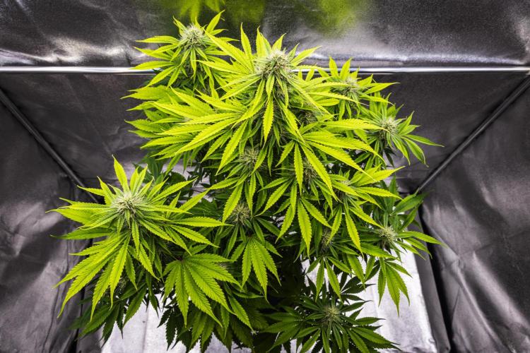 Tropicana Cookies Purple - Farm #21. Week 7 - Tropicana Cookies - Day 49.