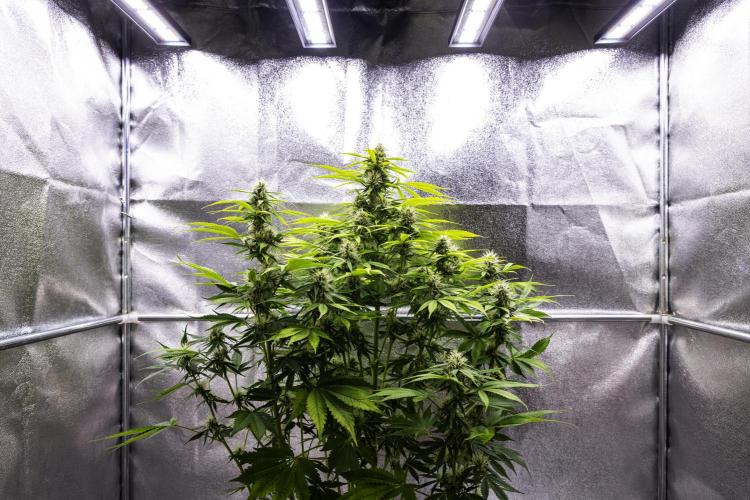 Tropicana Cookies Purple - Farm #21. Week 7 - Tropicana Cookies - Day 49.