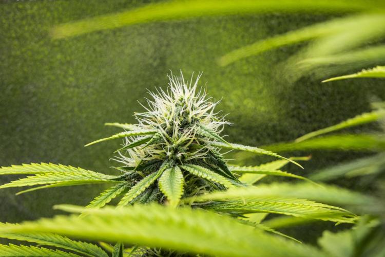 Tropicana Cookies Purple - Farm #21. Week 7 - Tropicana Cookies - Day 49.