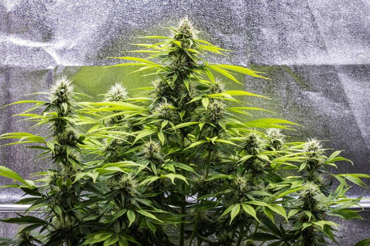 Tropicana Cookies Purple - Farm #21. Week 7 - Tropicana Cookies - Day 49.